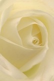 This intimate, close-up portrait captures the delicate wonder at the heart of a cream-white rose, with petals unfurling softly and elegantly in layers. The composition draws you in as if nestled among those petals yourself, feeling their velvety touch and absorbing the serene light streaming in-so evocative of Cubitt Town's quiet mornings along the Thames. Gentle shadows curl between each luminous fold, lending the flower a quiet, almost sacred drama. The mood is one of peace and tender emotion, suited perfectly to sympathy arrangements, tokens of admiration, or the meaningful marks of life's new beginnings. As a Cubitt Town florist would observe, the purity and understated aroma of this rose speak with subtle eloquence, making it a pure and respectful choice for local families. The artistry and care behind the arrangement shine through, mirroring the thoughtfulness that defines the community. Here, every petal, shadow, and nuance celebrates not just beauty, but also the heartfelt intention woven into every bouquet designed for the Isle of Dogs.